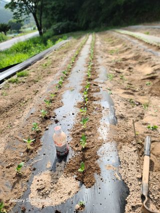 서상진님의 참깨 · 자유게시판 작성글 사진