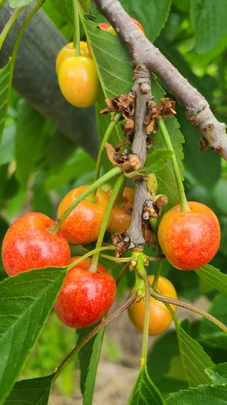 김호준님의 자유주제 · 자유게시판 작성글 사진