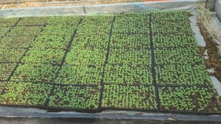 양태문님의 참깨 · 자유게시판 작성글 사진