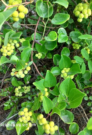 조준제님의 우리동네 · 동네자랑 작성글 사진