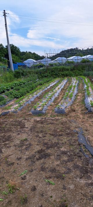 송석봉님의 참깨 · 자유게시판 작성글 사진