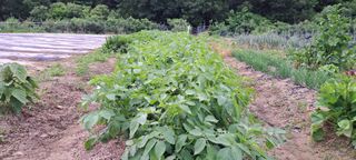 송석봉님의 참깨 · 자유게시판 작성글 사진