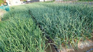 아주동님의 마늘 · 품종•종자 작성글 사진