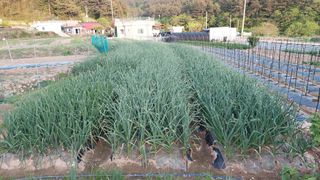 아주동님의 마늘 · 품종•종자 작성글 사진