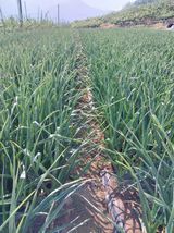 팜모닝 농부님! 어떤 농약 쓰세요?·참여 게시글 이미지