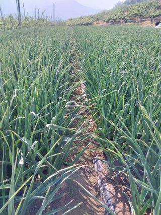 귤7463님의 농부님! 어떤 농약 쓰세요? · 참여 작성글 사진