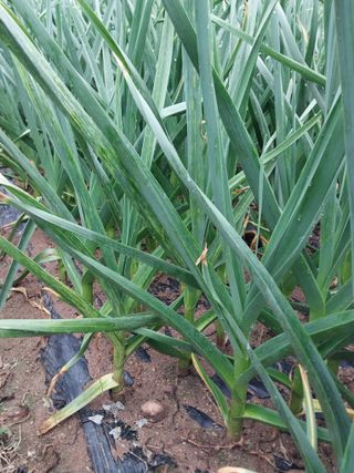 귤7463님의 농부님! 어떤 농약 쓰세요? · 참여 작성글 사진