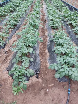 귤7463님의 농부님! 어떤 농약 쓰세요? · 참여 작성글 사진