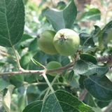 팜모닝 사과·자연재해•동물피해 게시글 이미지