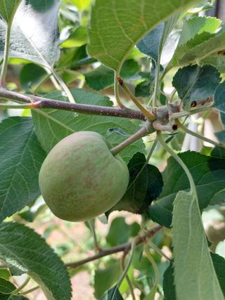 트라이애플1님의 사과 · 자연재해•동물피해 작성글 사진