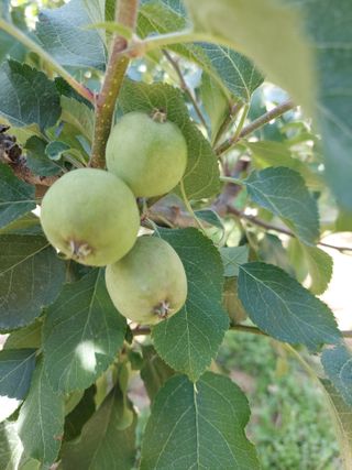 트라이애플1님의 사과 · 자연재해•동물피해 작성글 사진