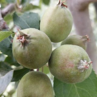 트라이애플1님의 사과 · 자연재해•동물피해 작성글 사진