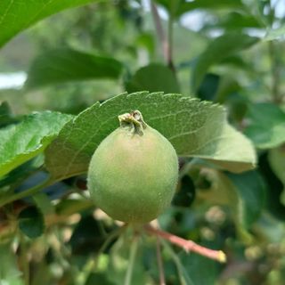 트라이애플1님의 사과 · 자연재해•동물피해 작성글 사진