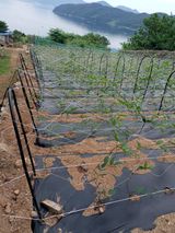 팜모닝 참깨·자유게시판 게시글 이미지