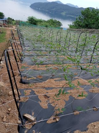 윤형곤님의 참깨 · 자유게시판 작성글 사진