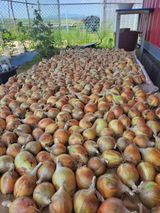 팜모닝 양파·자유게시판 게시글 이미지