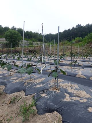 양윤설님의 자유주제 · 자유게시판 작성글 사진