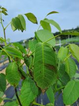 팜모닝 기타작물·병해충상담 게시글 이미지