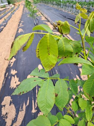 박한철님의 기타작물 · 병해충상담 작성글 사진