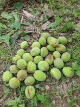 팜모닝 매실·병해충상담 게시글 이미지