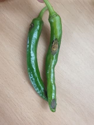 한농농약종묘사님의 고추 · 병해충상담 작성글 사진