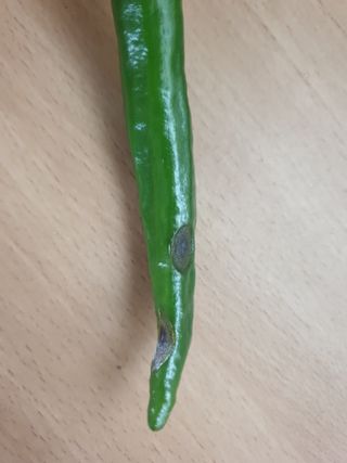 한농농약종묘사님의 고추 · 병해충상담 작성글 사진