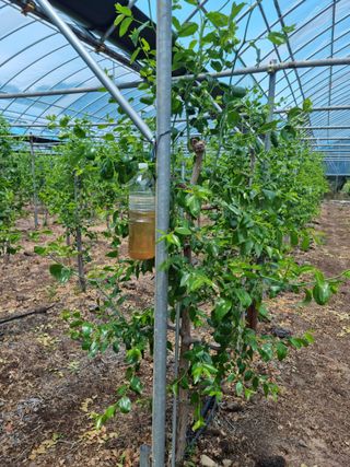 오학봉(멀티팜)님의 기타작물 · 자유게시판 작성글 사진