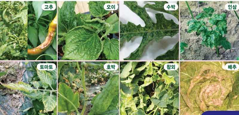 한농농약종묘사님의 장터 판매 상품 [대유굳바이러스 500ml 식물바이러스예방제품] 첨부 사진