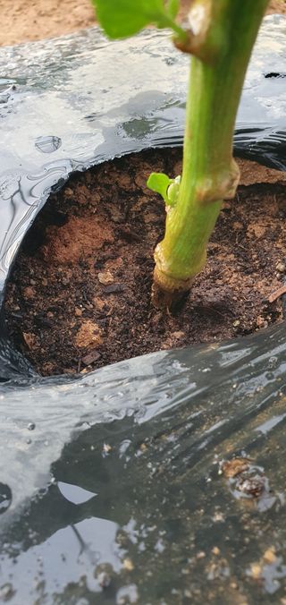 JayLee님의 고추 · 병해충상담 작성글 사진