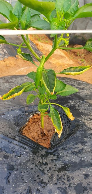 JayLee님의 고추 · 병해충상담 작성글 사진