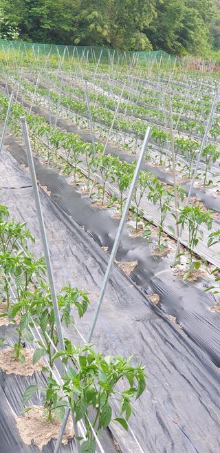 박춘식님의 고추 · 지주설치•유인•성장 작성글 사진