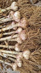 팜모닝 마늘·수확 게시글 이미지