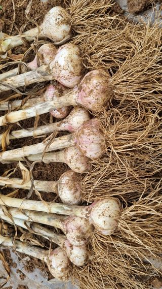 함영규님의 마늘 · 수확 작성글 사진