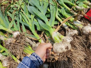 돌멍지님의 마늘 · 수확 작성글 사진