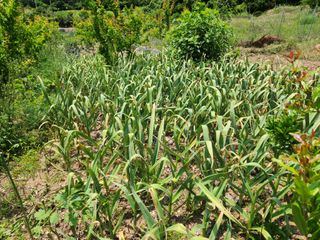 돌멍지님의 마늘 · 수확 작성글 사진