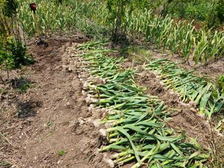 돌멍지님의 마늘 · 수확 작성글 사진