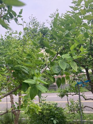 화도농부 님의 기타작물 · 병해충상담 작성글 사진