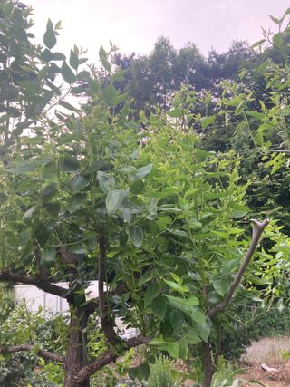 화도농부 님의 기타작물 · 병해충상담 작성글 사진