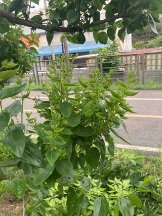 화도농부 님의 기타작물 · 병해충상담 작성글 사진