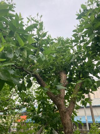 화도농부 님의 기타작물 · 병해충상담 작성글 사진