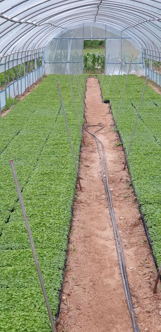 박춘식님의 들깨 · 자유게시판 작성글 사진