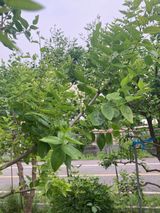 팜모닝 기타작물·병해충상담 게시글 이미지