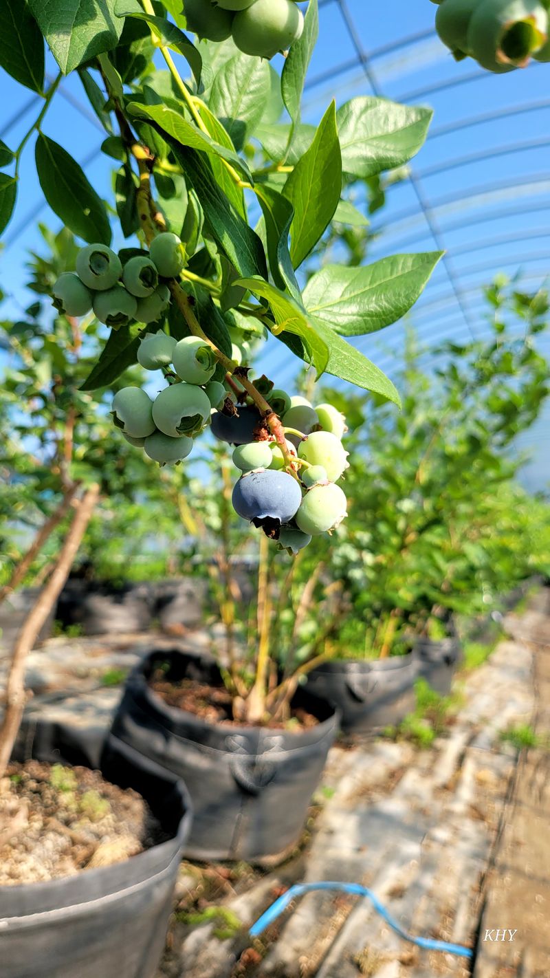 장터 상품 [블루베리 수확체험합니다 1Kg 당] 썸네일