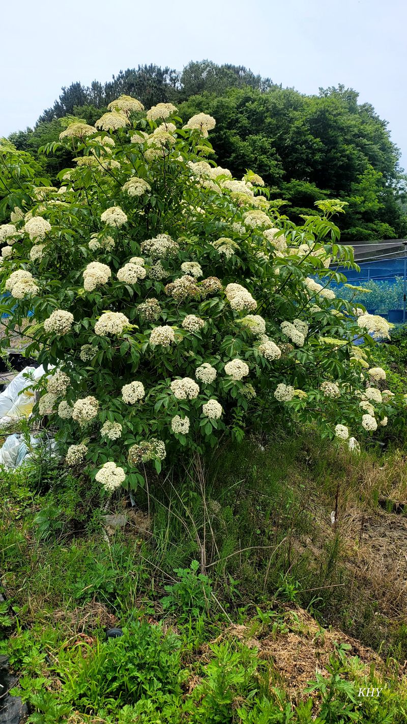 기호용님의 장터 판매 상품 [블루베리 수확체험합니다 1Kg 당] 첨부 사진