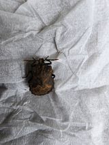 팜모닝 호박·병해충상담 게시글 이미지