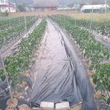 팜모닝 고추·제초 게시글 이미지