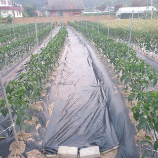 전명우님의 고추 · 제초 작성글 사진