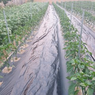 전명우님의 고추 · 제초 작성글 사진