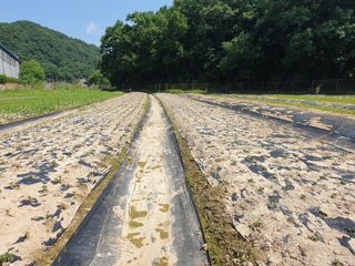 오숙님의 콩 · 자유게시판 작성글 사진