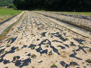 오숙님의 콩 · 자유게시판 작성글 사진